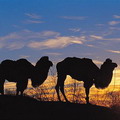 Deserts & Steppes of Central Asia