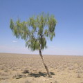 Saxaul. Kizil-Kum desert