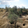 Deserts of Central Asia