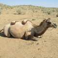 Camel. Kizil-Kum desert