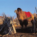 Deserts & Steppes of Central Asia