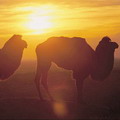 Deserts & Steppes of Central Asia