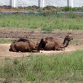  Karakalpakstan