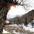 Nature of Kurama