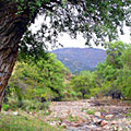 Nature of Kurama