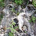 Nature of Kurama