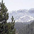 Nature of Kurama