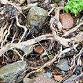Nature of Kurama