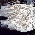 "Kyrgyzstan Petroglyphs"