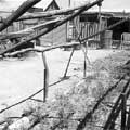 Muynak