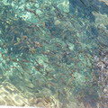 Holy reservoir with fishes
