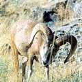 Nurata Reserve