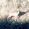 Nurata Reserve