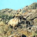 Nurata Reserve