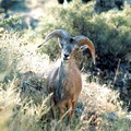 Nurata Reserve
