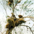 Nurata Reserve