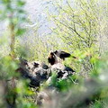 Nurata Reserve