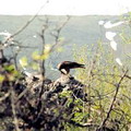 Nurata Reserve