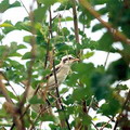 Nurata Reserve