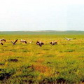 Nurata Reserve