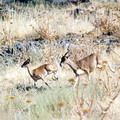 Nurata Reserve