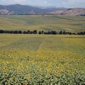 Fergana Valley