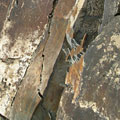 Petroglyphs