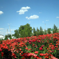 Samarkand pictures