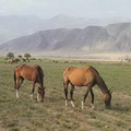 Ahaltecin horses