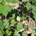 Uzbek cotton — www.geocities.jp/uzbekfriends/index.html