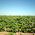 Uzbek cotton — www.geocities.jp/uzbekfriends/index.html