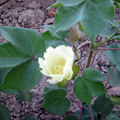 Uzbek cotton — www.geocities.jp/uzbekfriends/index.html