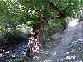 Shiringul�s guesthouse in Hayat village