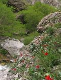 Chatcal Mountains riverside resort. Hotels in Charvak