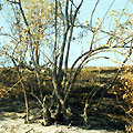 Uzbekistan"s nature