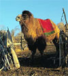 Pictures of Kazakh yurts