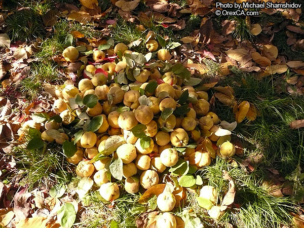 Uzbekistan pictures :: Uzbek Fruit and Vegetables