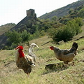Georgia landscapes Georgia landscapes