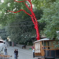 Tbilisi pictures. The tree of love