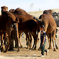Camel herder