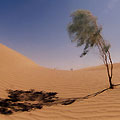 Karakum desert