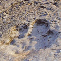 Koytendag Nature Reserve. Footprints of dinozaurs
