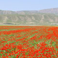 Mountains in spring