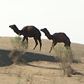 Turkmenistan nature. Karakum desert