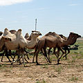 Pictures of Kazakh yurts near Nurata