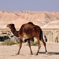 Turkmenistan camel