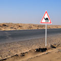 Attention! Camels!