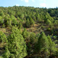 Landscape hillside with juniper — Landscape hillside with juniper —