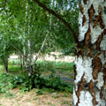 Zaamin National Park — Zaamin National Park —