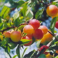 Nature of Azerbaijan